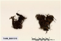 藏品(卷葉曲背苔)的圖片